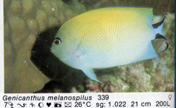 Genicanthus melanospilos